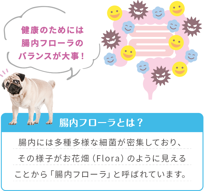 健康のためには腸内フローラのバランスが大事！腸内には多種多様な細菌が密集しており、その様子がお花畑（Flora）のように見えることから「腸内フローラ」と呼ばれています。