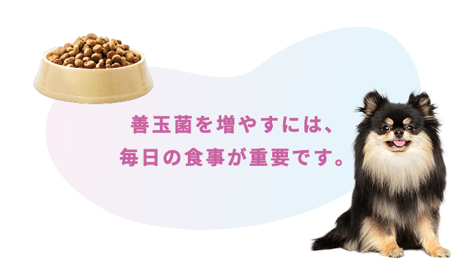 善玉菌を増やすには、毎日の食事が重要です。