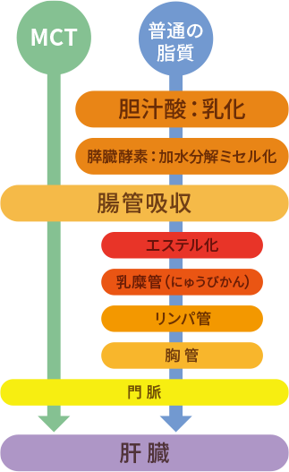 MCTと普通の脂質の消化吸収比較